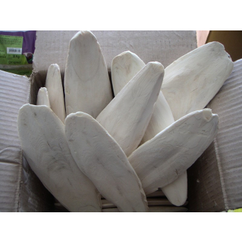 Sepia -  mała - 1 kg